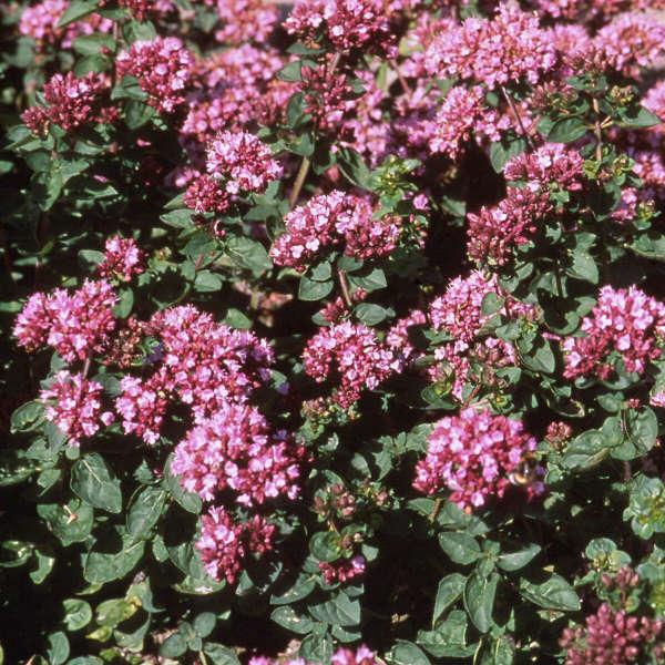 origanum rosenkuppel