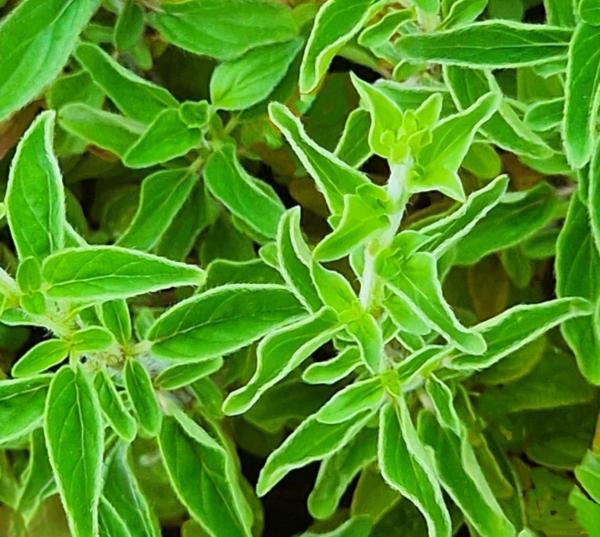 origanum virens