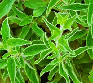 origanum virens