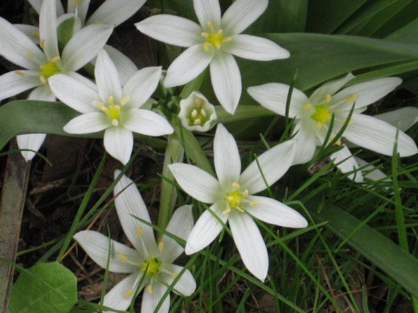 ornithogalum umbellatum