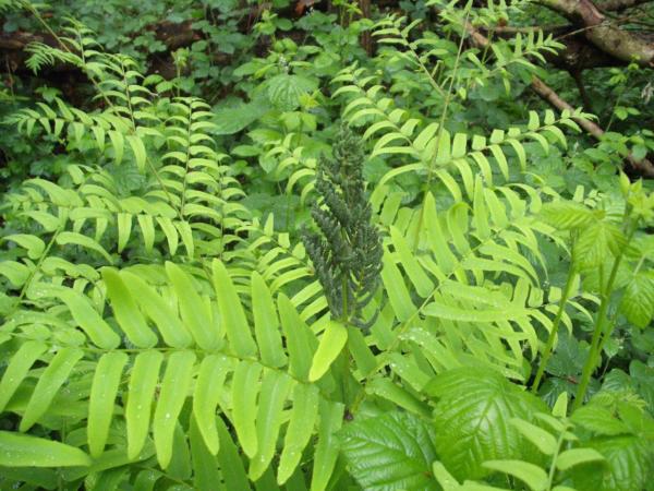 osmunda regalis