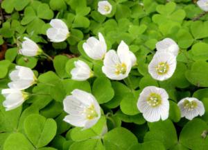 oxalis acetosella 