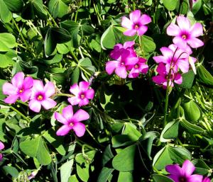 oxalis floribunda rosea