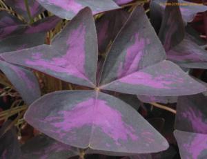 oxalis triangularis