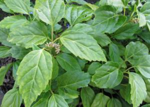 pachysandra axillaris greatcover