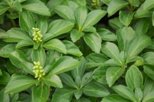 pachysandra termin. green carpet