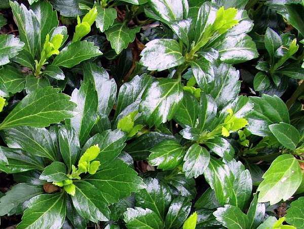 pachysandra termin. green sheen