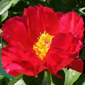 paeonia lac. blaze