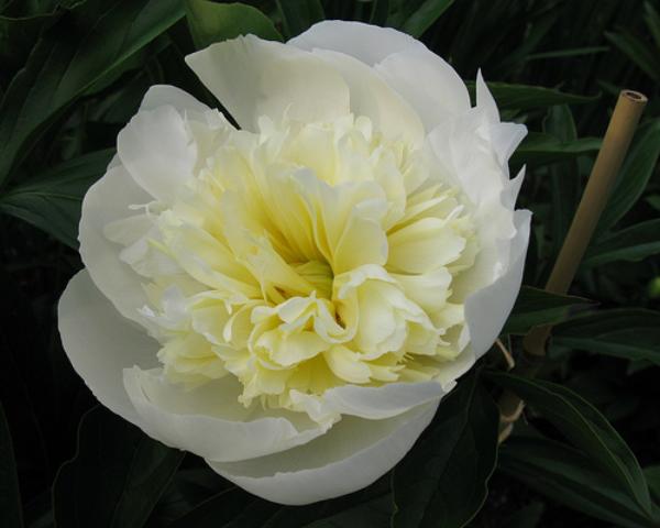 paeonia lac. duchesse de nemours