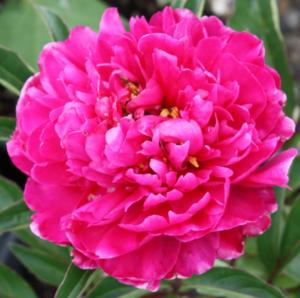 paeonia lac. general macmahon