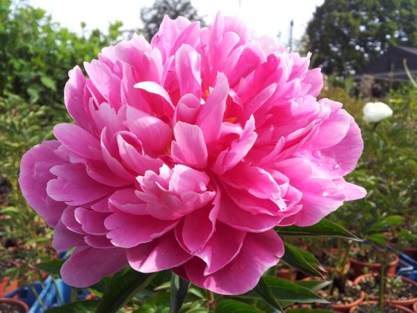 paeonia lac. karl rosenfield