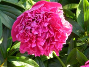 paeonia lac. pink cameo