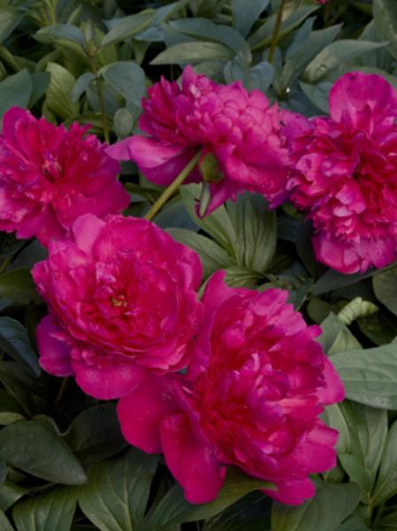 paeonia lac. renato