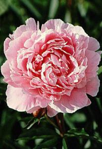 paeonia lac. sarah bernhardt