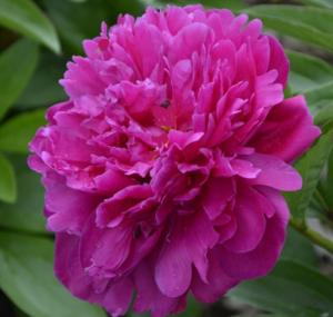 paeonia lac. victoire dela marne