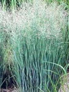 panicum virgatum emerald chief 