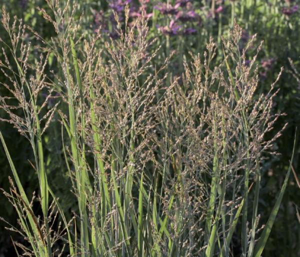 panicum virgatum