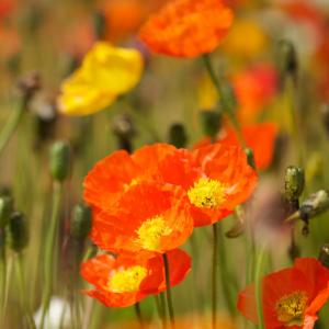 papaver nudicale gnom