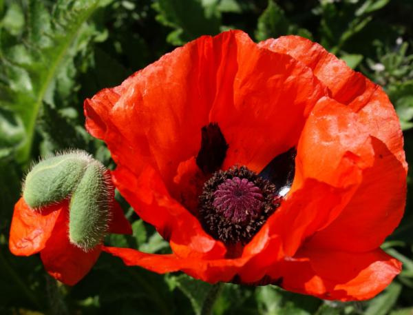 papaver orientale nana allegro