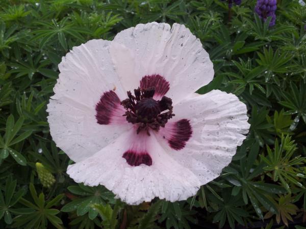 papaver orientale royal wedding