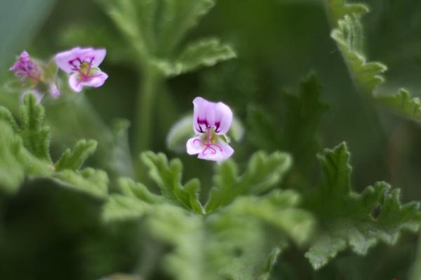 pelargonium citriodorum