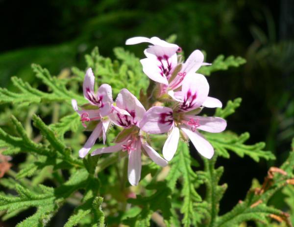 pelargonium hort. radula