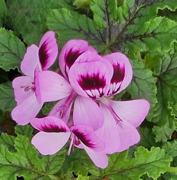 pelargonium royal oak