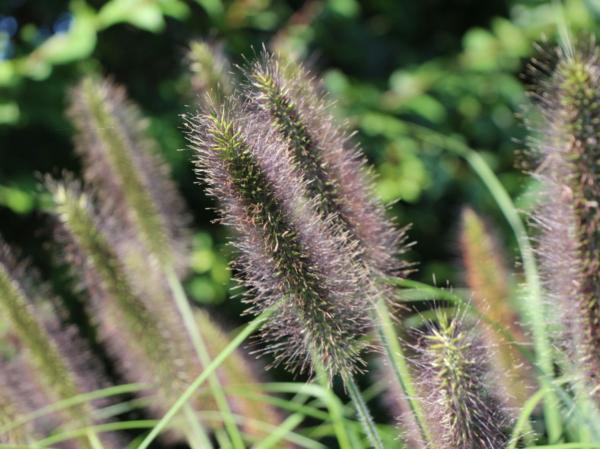 pennisetum alopec. black beauty 