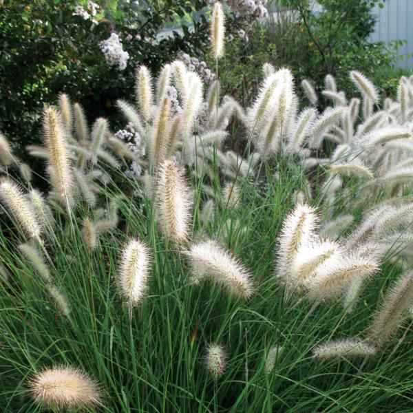 pennisetum alopecuroides cassian