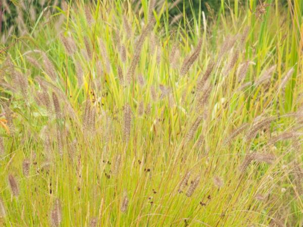 pennisetum alopec. hameln gold