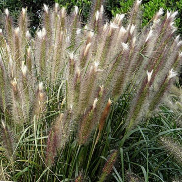 pennisetum alopecuroides magic