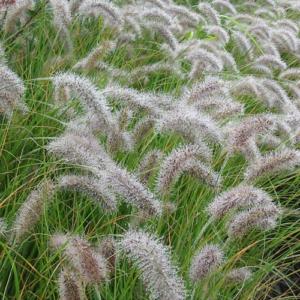 pennisetum alopecuroides moudry 