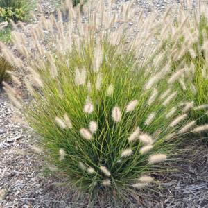 pennisetum alopecuroides