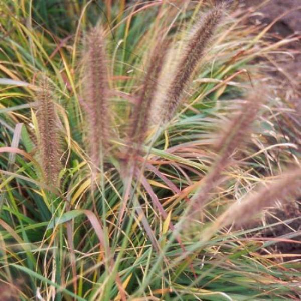 pennisetum alopecur. viridescens