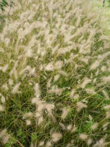 pennisetum compressum hameln