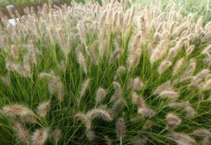 pennisetum japonicum 