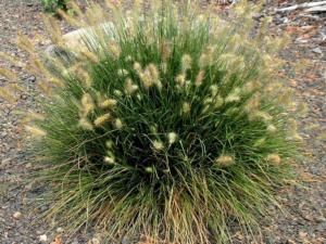 pennisetum little bunny