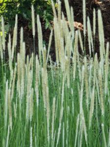 pennisetum macrourum