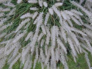 pennisetum orientale