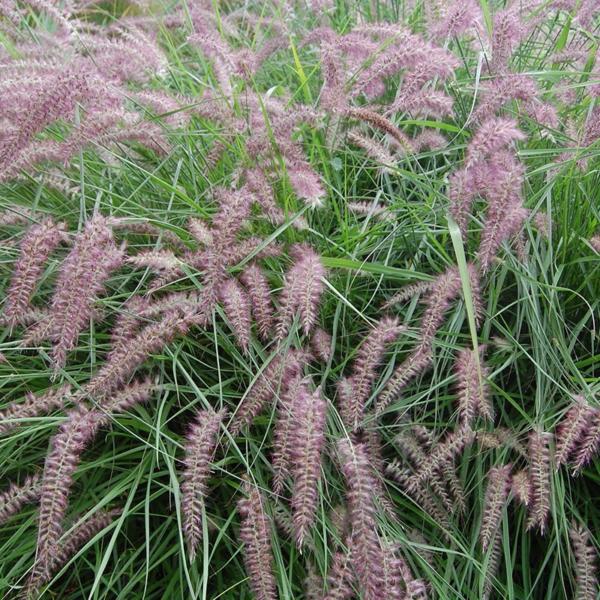 pennisetum orientale karley rose