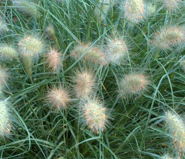 pennisetum villosum