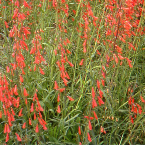 penstemon barbatus coccineus