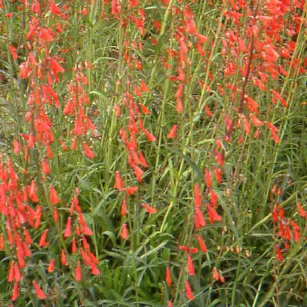 penstemon barbatus coccineus