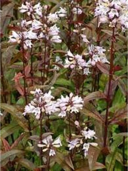 penstemon digitalis husker red