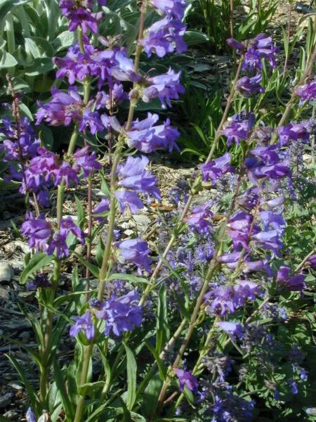 penstemon strictus