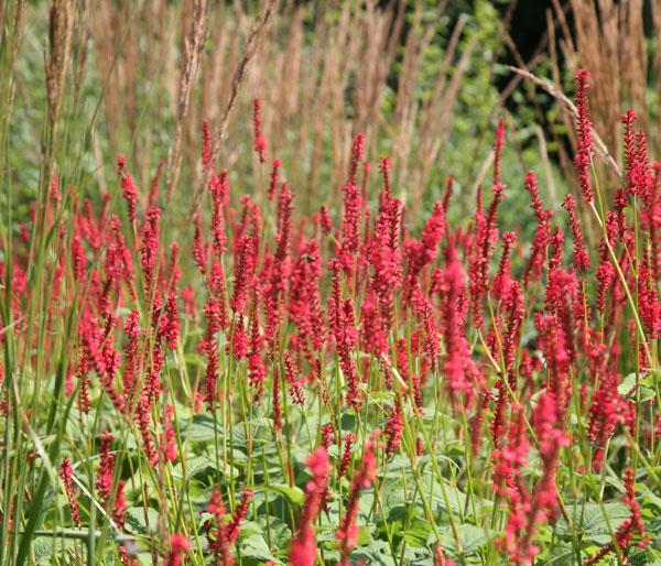 persicaria amplexic. firedance