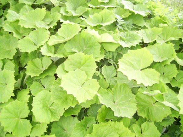 petasites officinalis