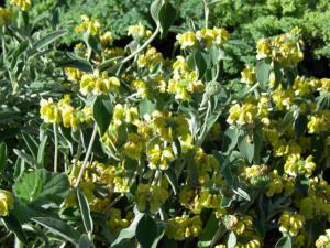 phlomis fruticosa