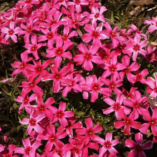 phlox subulata scarlet flame