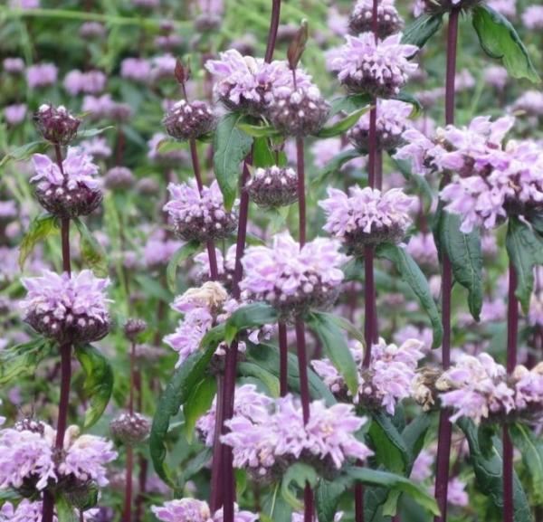 phlomis tuberosa